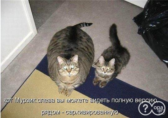 Кошки Приколы Фото С Надписями