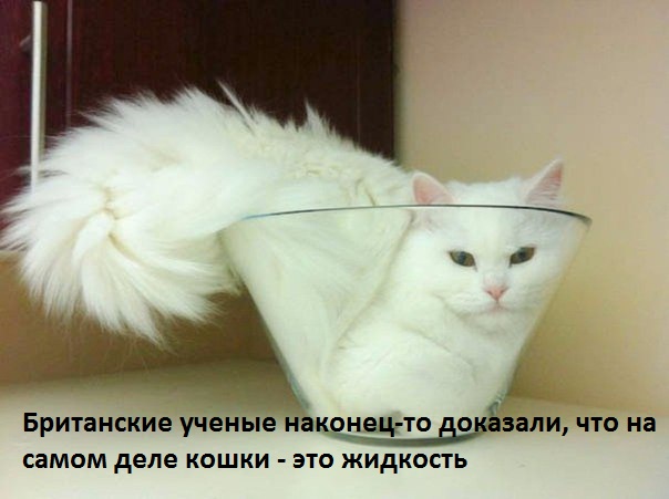 Коты И Кошки Фото С Надписью