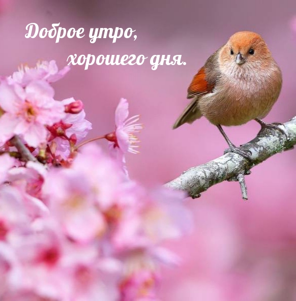 https://imagetext2.ru/pics_max/imagetext_ru_23171.jpg