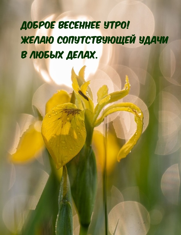 Картинки весенние позитивные с пожеланиями мудрые. С добрым утром весенние красивые пожеланиями. Доброе Весеннее утро. Весенние цветы зеленые желтые. Открытки с добрым утром весенние.