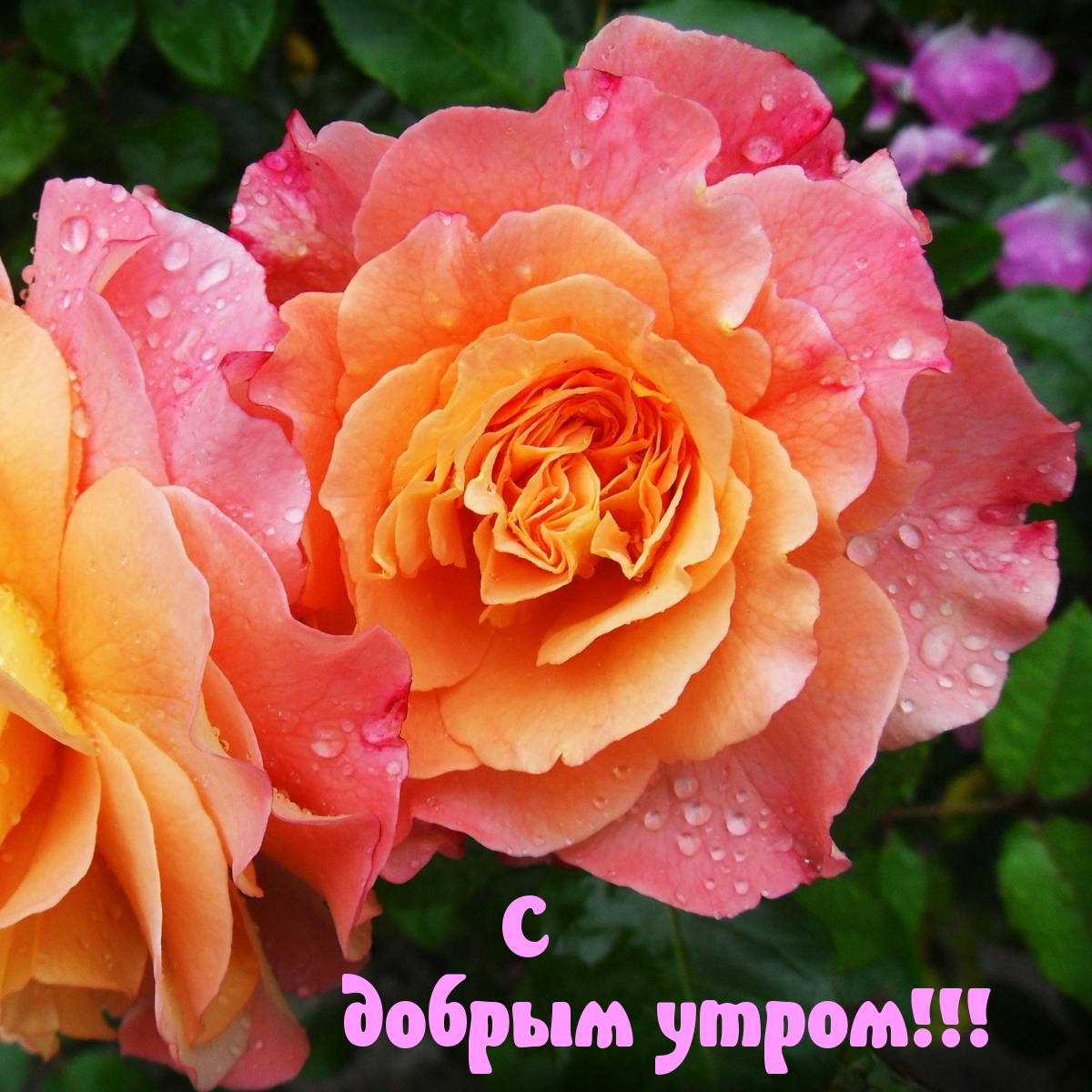 imagetext_ru_31579.jpg