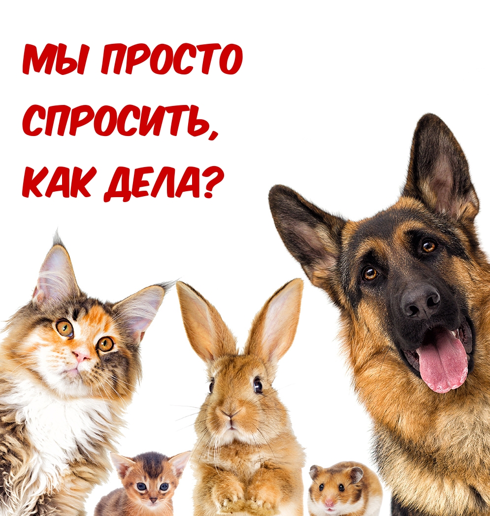 Что спросить как дела. Как дела картинки. Как дела друг. Здравствуйте как вы поживаете. Как у тебя дела.